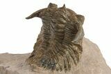 Beautiful Metacanthina Trilobite - Lghaft, Morocco #310620-5